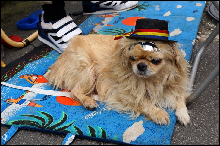 dog with glasses & hat