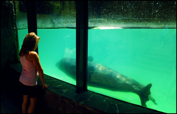 little girl and seal